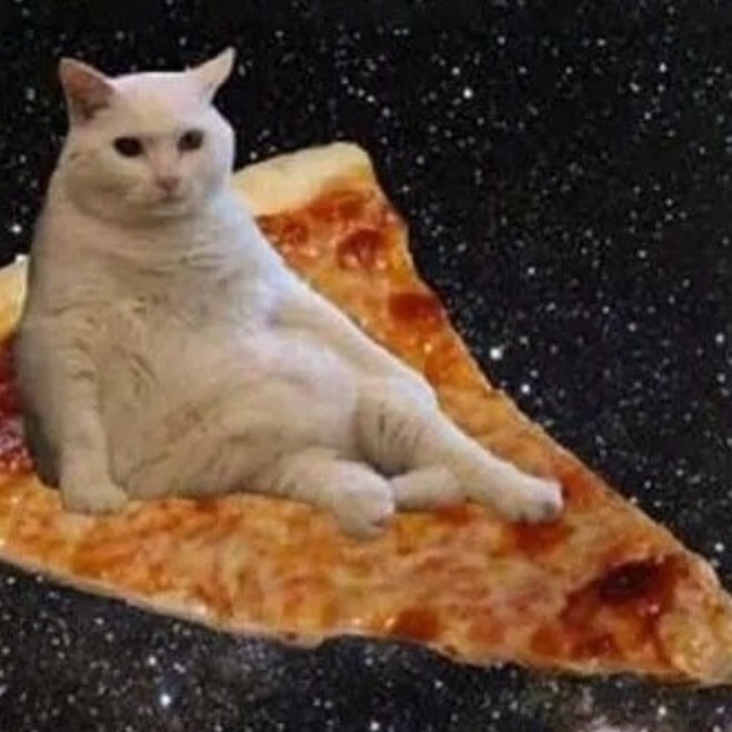 Punch Cat (@punchingcat) on Twitter photo 