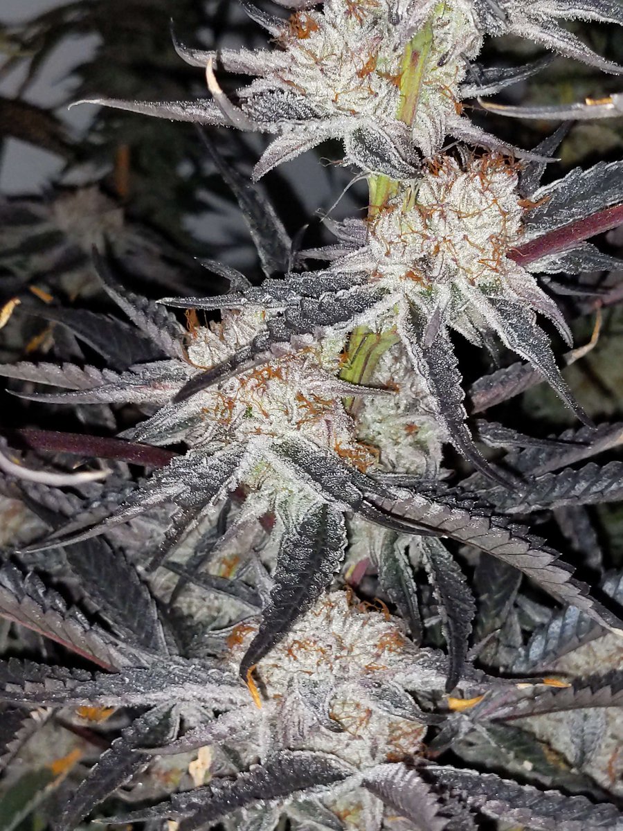 BlackLeafGenetics tweet media