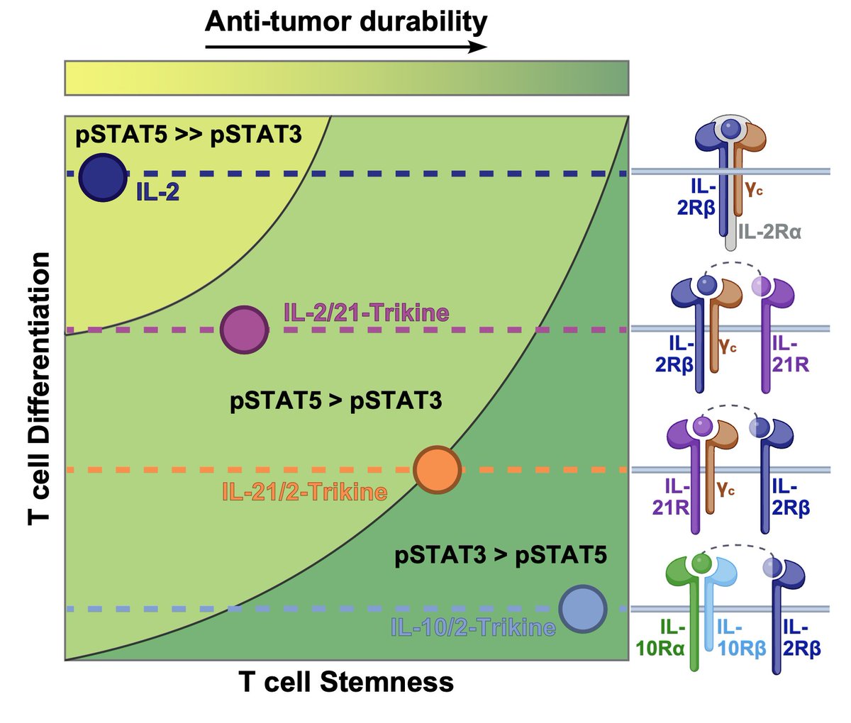 Grayson Rodriguez, PhD tweet media