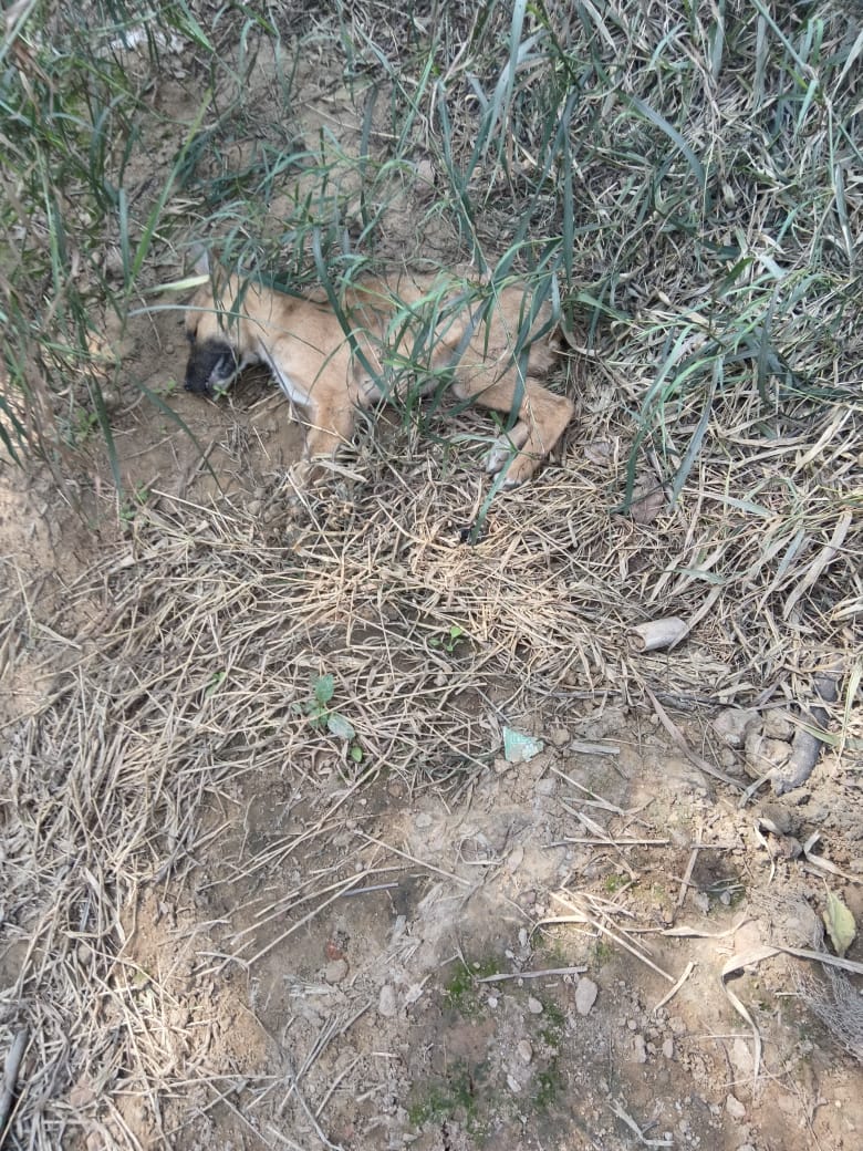 AlleyDees's tweet photo. I want  justice @gurgaonpolice Calculated Mass Poisoning Leaves 9 Dogs Dead in a single swipe in Gurgaon Haryana .Will not let this be another disaster like Telangana Mass Killing
We want FIR @NayabSainiBJP
@Suhelseth @Vaishali_Rana__
@ThePrintIndia
#JusticeForKali #AnimalRights https://t.co/2iKpejr0R2