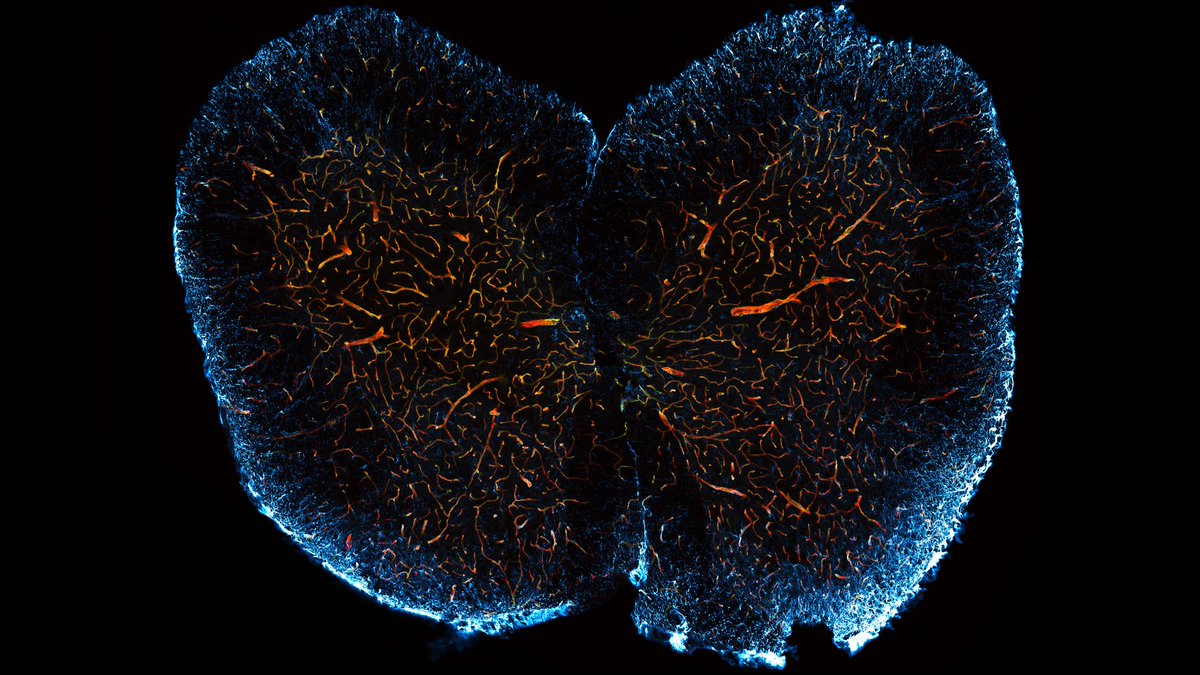 McGovern Institute tweet media