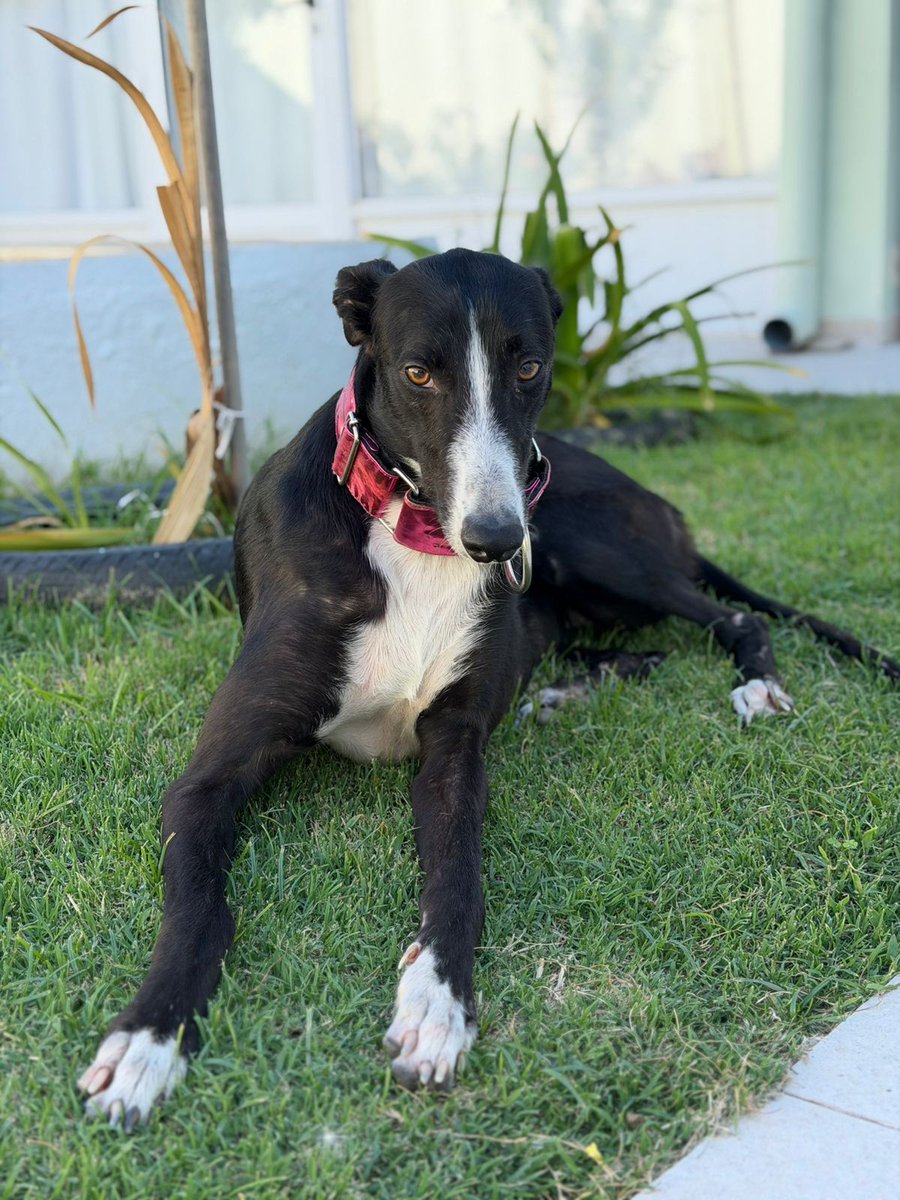 MiradaDeGalgo's tweet photo. Amaral busca familia tiene dos añitos! Se lleva con perros y gatos!! Dulzura totallll!!! Adopta y salva una vida!!!! https://t.co/GL5iEaYC5z
