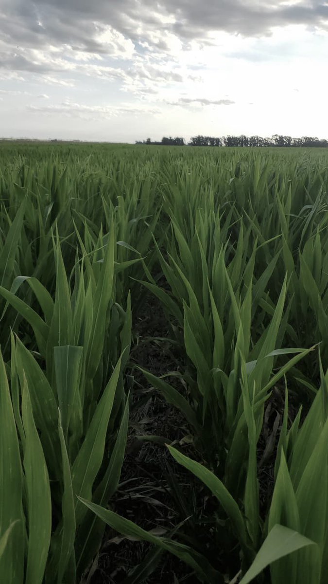 Bumper Crop tweet media