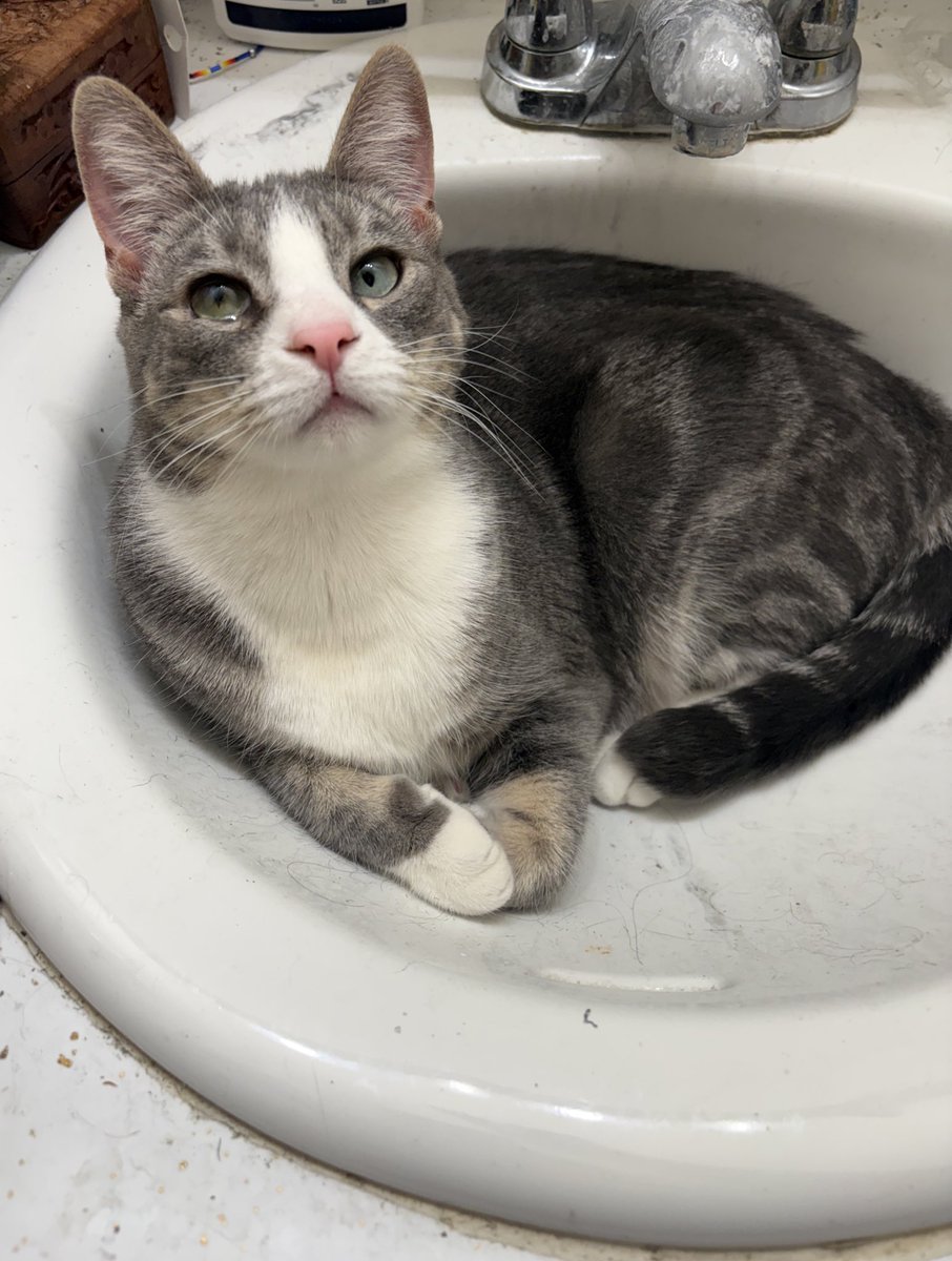 dorian is drafting! tweet media