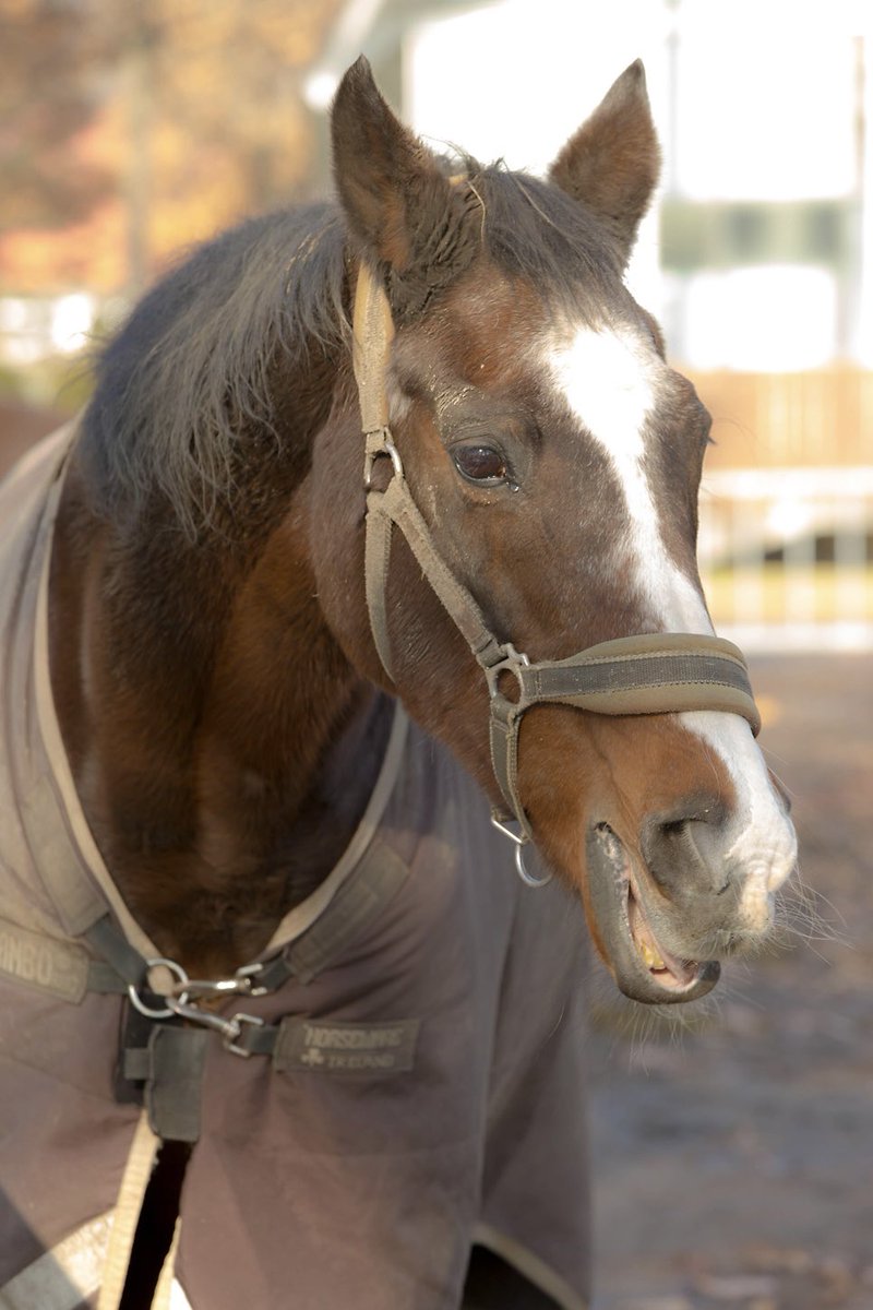 ディープインパクト