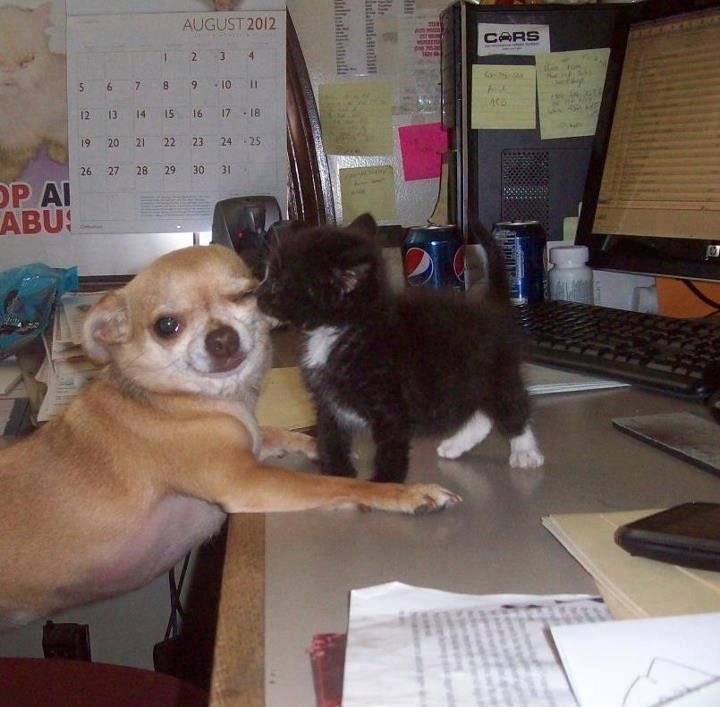 💖 (@twaniimals) on Twitter photo 