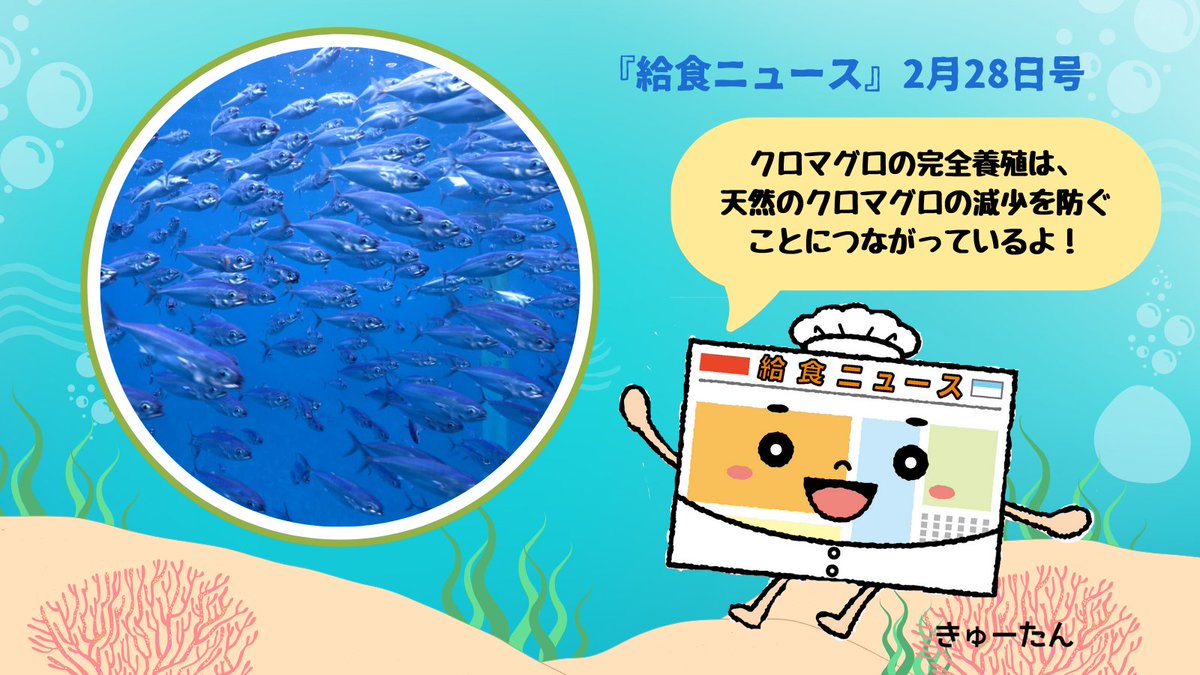 【#今月の給食ニュース】

2026年2月28日号
「持続可能な育てる漁業へ クロマグロの完全養殖に注目」
監修：#近畿大学
#水産研究所　所長　#家戸敬太郎 先生

#クロマグロ の完全養殖🌊の仕組みは❓　
付録では、家戸先生に解説していただきました❗️

#完全養殖 #近畿大学水産研究所