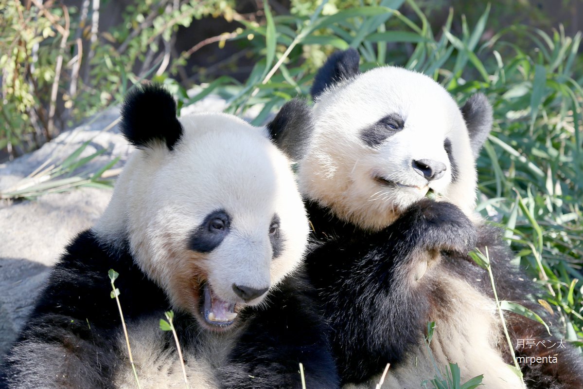 シャオシャオ レイレイ 2023.12.17 #上野動物園