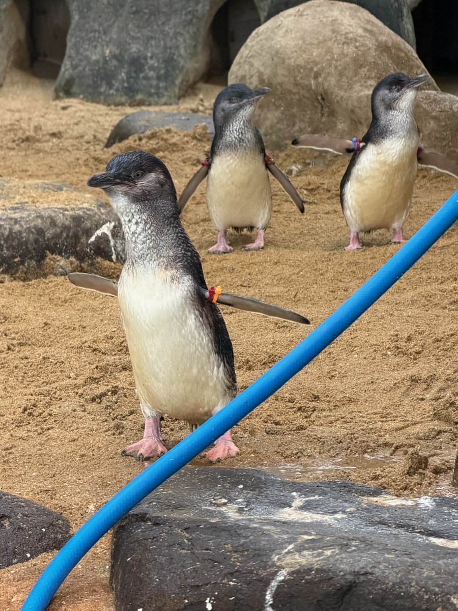 Q80372's tweet photo. オレンジちゃん、赤茶ちゃん、赤青ちゃん
Dec 2025
#長崎ペンギン水族館
#korora #コガタペンギン #bluepenguin https://t.co/4akl8PgweO