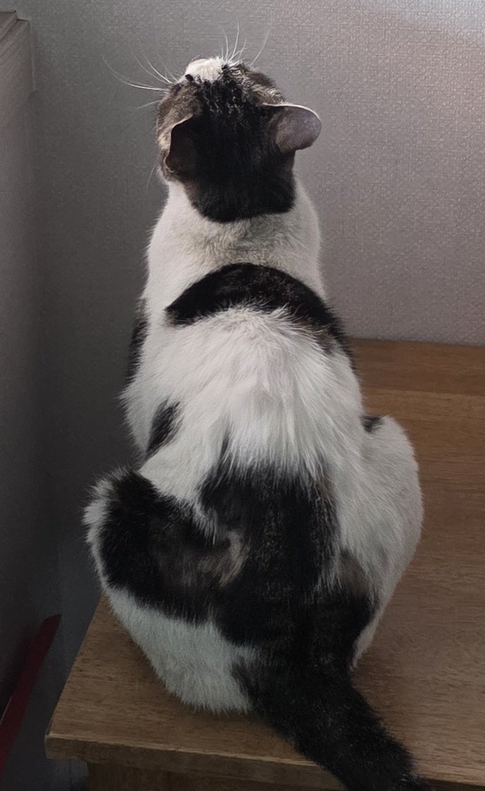 건망고🍊 tweet media