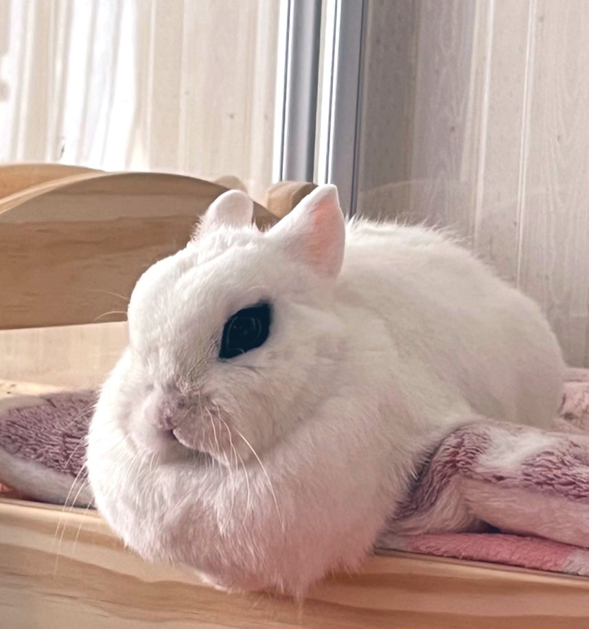 #ギリギリうさぎ判定選手権
溶けた餅ではありません。