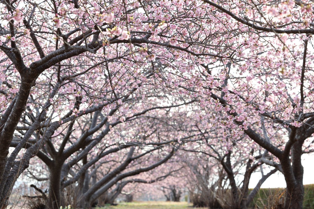 hide_518's tweet photo. #うさぎ山公園 https://t.co/8oHuTlTNsY