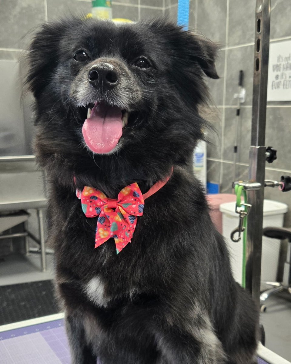 HWFeed's tweet image. It took 9 interviews for this rescue pup to find her "dog whisperer," Tracy! 🐾 We know the struggle of finding a groomer you trust. Let Hollywood Feed be your guide to a stress-free bath day. 

bit.ly/3Mn5upY

#hwfeed #DogGrooming #RescueDog #PetWellness