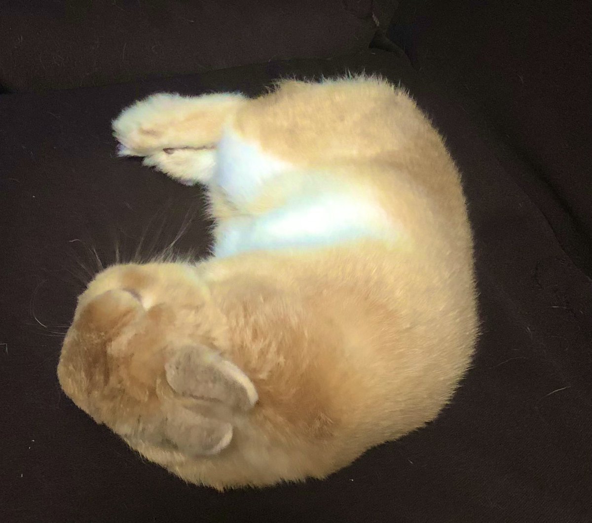 #ギリギリうさぎ判定選手権
秘技クロワッサン🥐