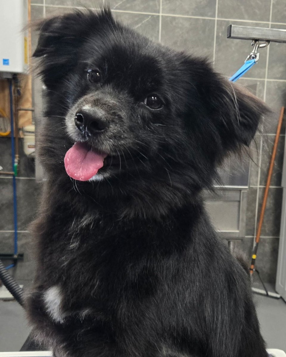 HWFeed's tweet image. It took 9 interviews for this rescue pup to find her "dog whisperer," Tracy! 🐾 We know the struggle of finding a groomer you trust. Let Hollywood Feed be your guide to a stress-free bath day. 

bit.ly/3Mn5upY

#hwfeed #DogGrooming #RescueDog #PetWellness