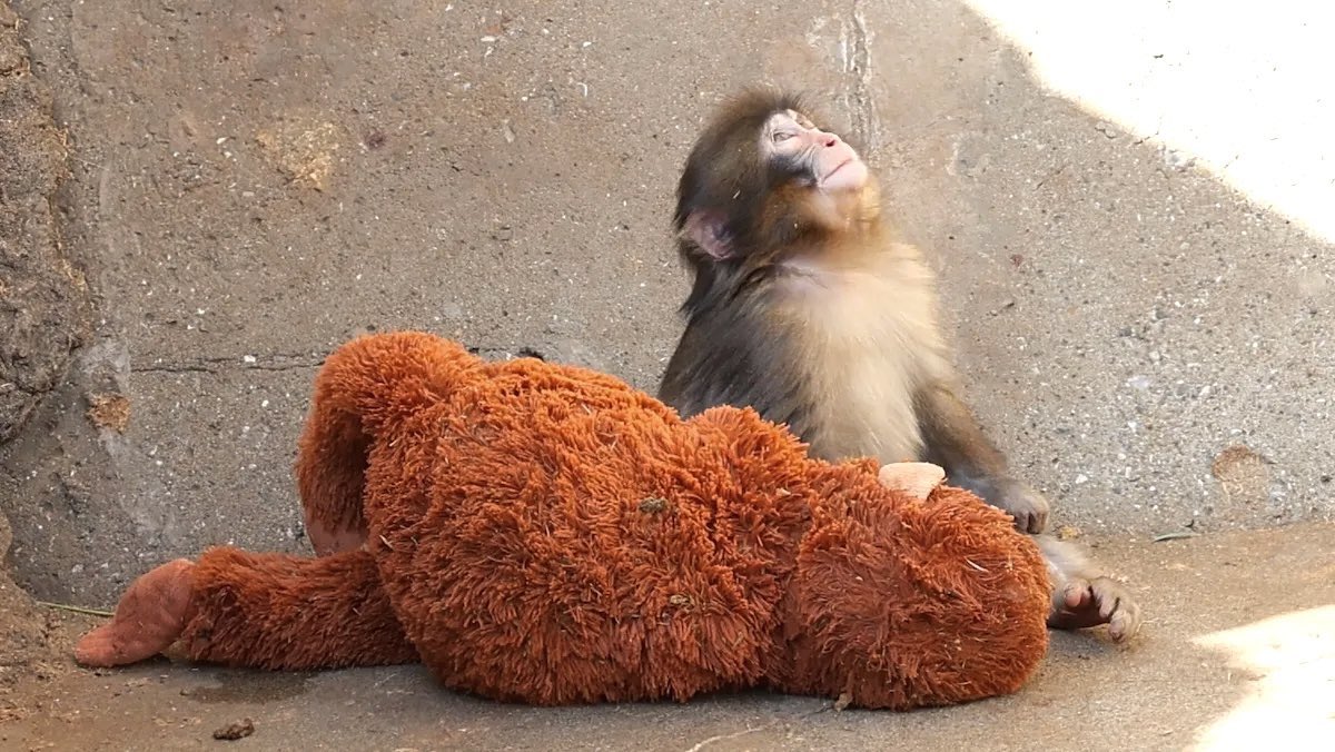 "Harambe, if you can hear me, please Harambe, please save me."