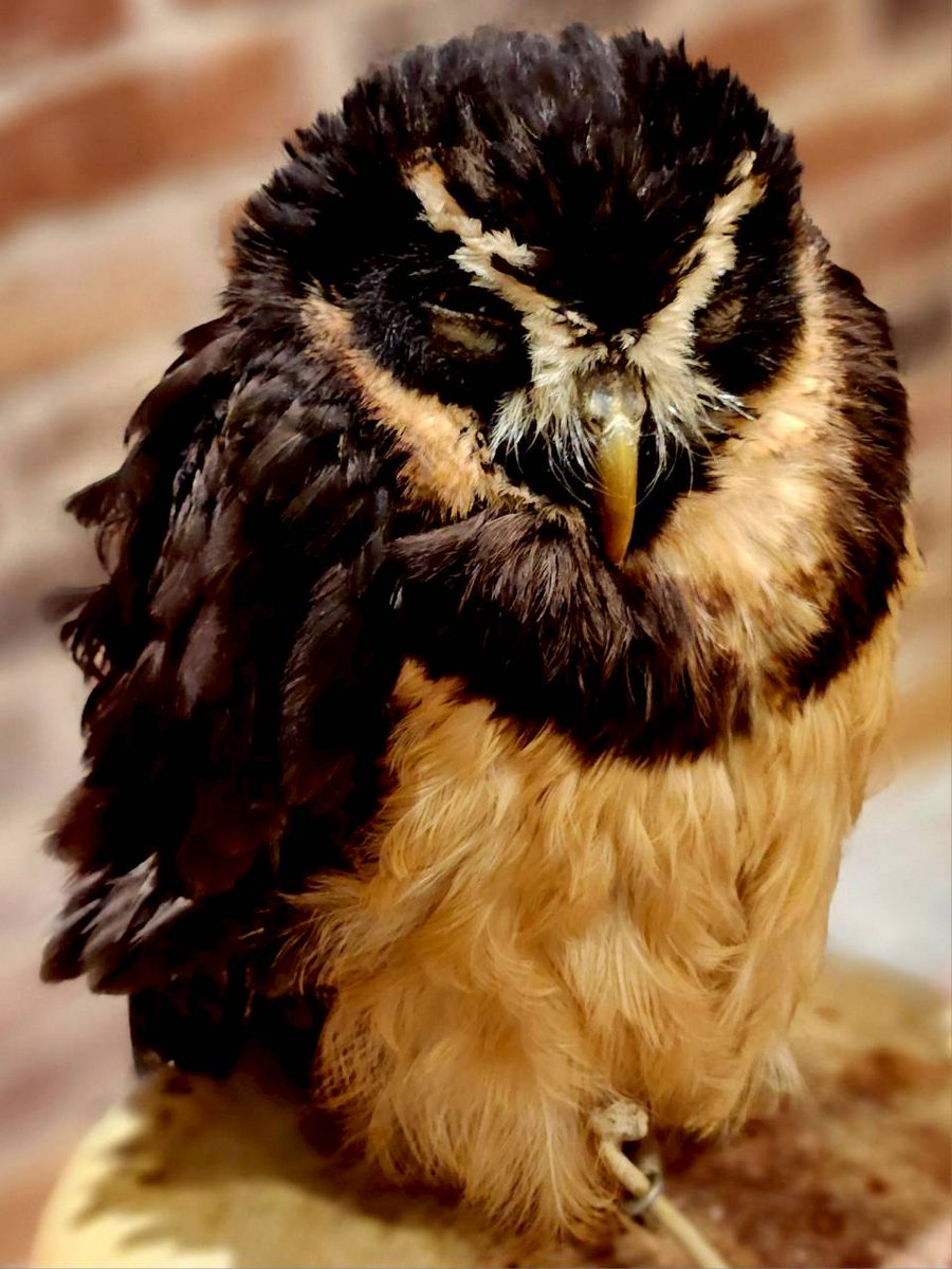 おはもふです！ 寝シャネル😪 金曜日も遊びに来てね❤️😉 本日も12時