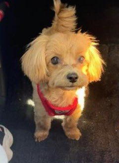 🐶🆘【#熊本県迷子犬】🎈
🔷2026.2.19⏰17時台
🔴熊本市南区城南町舞原500-1
▶︎アイシン九州近くの自宅から迷子になった〝ココア君♂〟を探してます🐾
🍀ココア君発見に皆様のお力をお貸しください🙇‍♂️
#迷子犬 #熊本市 #南区城南町
#アイシン九州 #マルプー #ココア君
maigo-pet.net/dog/25515