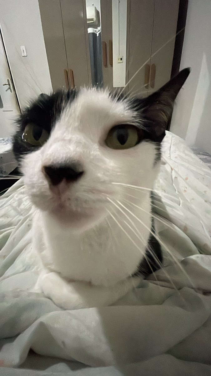 O Maior Emo de Belém do Pará tweet media