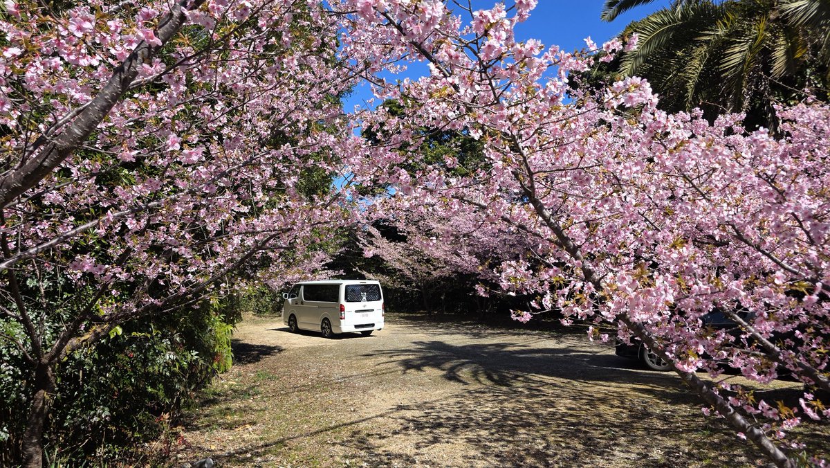 ramu3003cima's tweet photo. 満開の河津桜～ベアーズロック～鳥毛洞窟～ゴリラ岩をぐるっと廻ってみた😄
海沿いの岩場を長時間歩くと、ヤバいくらい腰に来ることを学習した1日でしたとさ笑 https://t.co/uikuY3CaXm