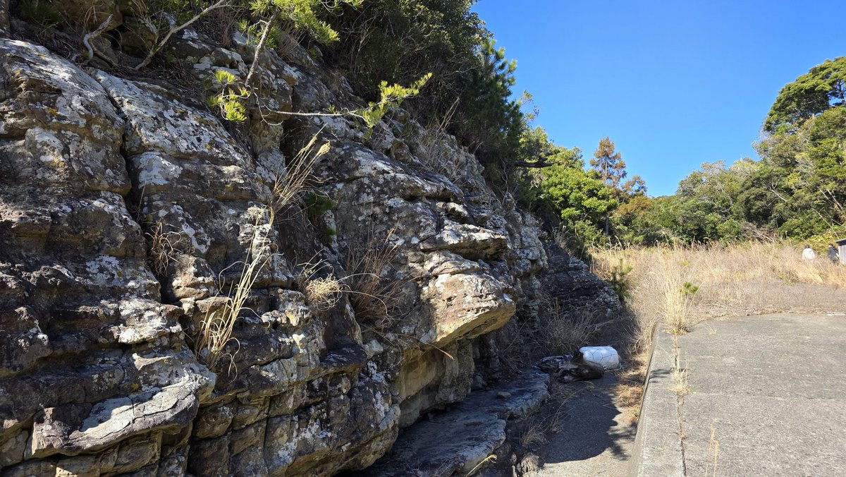 ramu3003cima's tweet photo. 満開の河津桜～ベアーズロック～鳥毛洞窟～ゴリラ岩をぐるっと廻ってみた😄
海沿いの岩場を長時間歩くと、ヤバいくらい腰に来ることを学習した1日でしたとさ笑 https://t.co/uikuY3CaXm