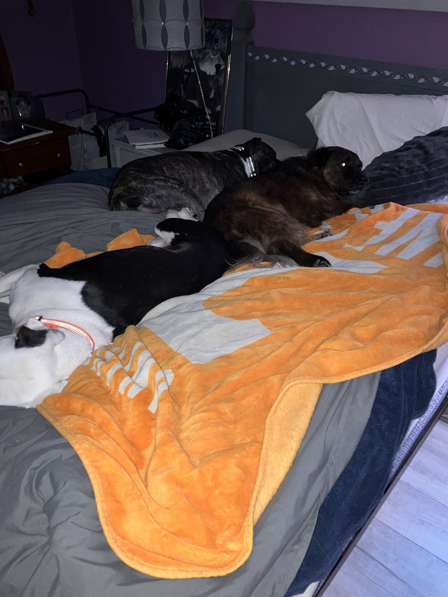 Just to be clear; I choose these 3 bedhog sometimes pain in the butt over a majority of humans.