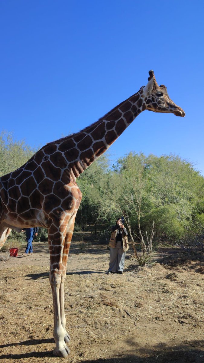 NUEVA JIRAFA EN ADAPTACIÓN EN EL CENTRO ECOLÓGICO

🦒 La nueva jirafa del Centro Ecológico de Sonora está en adaptación y podría exhibirse en Semana Santa.

Llegó mediante convenio impulsado por Alfonso Durazo.

#Sonora #Hermosillo #AlfonsoDurazo