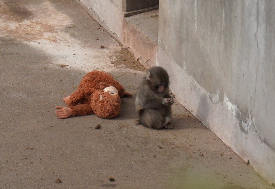 vousjay's tweet image. ยิ่งเห็นคลิปน้องโดนรังแก ยิ่งอีโมกับอะไรแบบนี้มาก กว่าจะโตนะพั้นจิคุง 😭😭😭😭😭😭😭