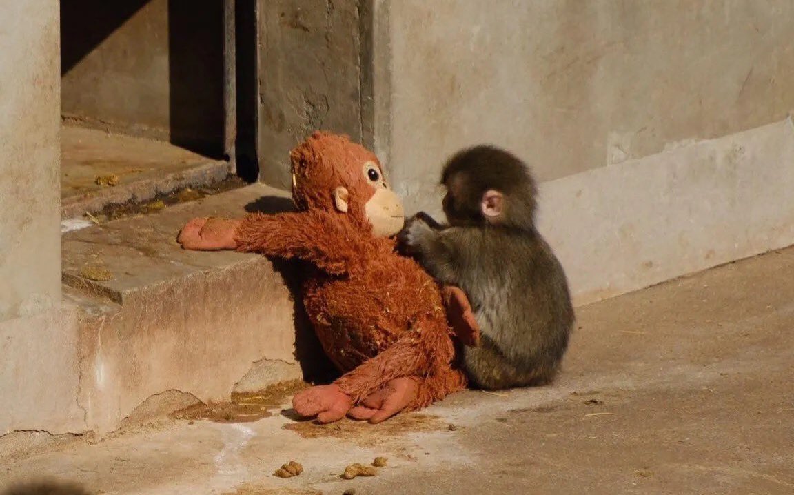 ยิ่งเห็นคลิปน้องโดนรังแก ยิ่งอีโมกับอะไรแบบนี้มาก กว่าจะโตนะพั้นจิคุง 😭😭😭😭😭😭😭