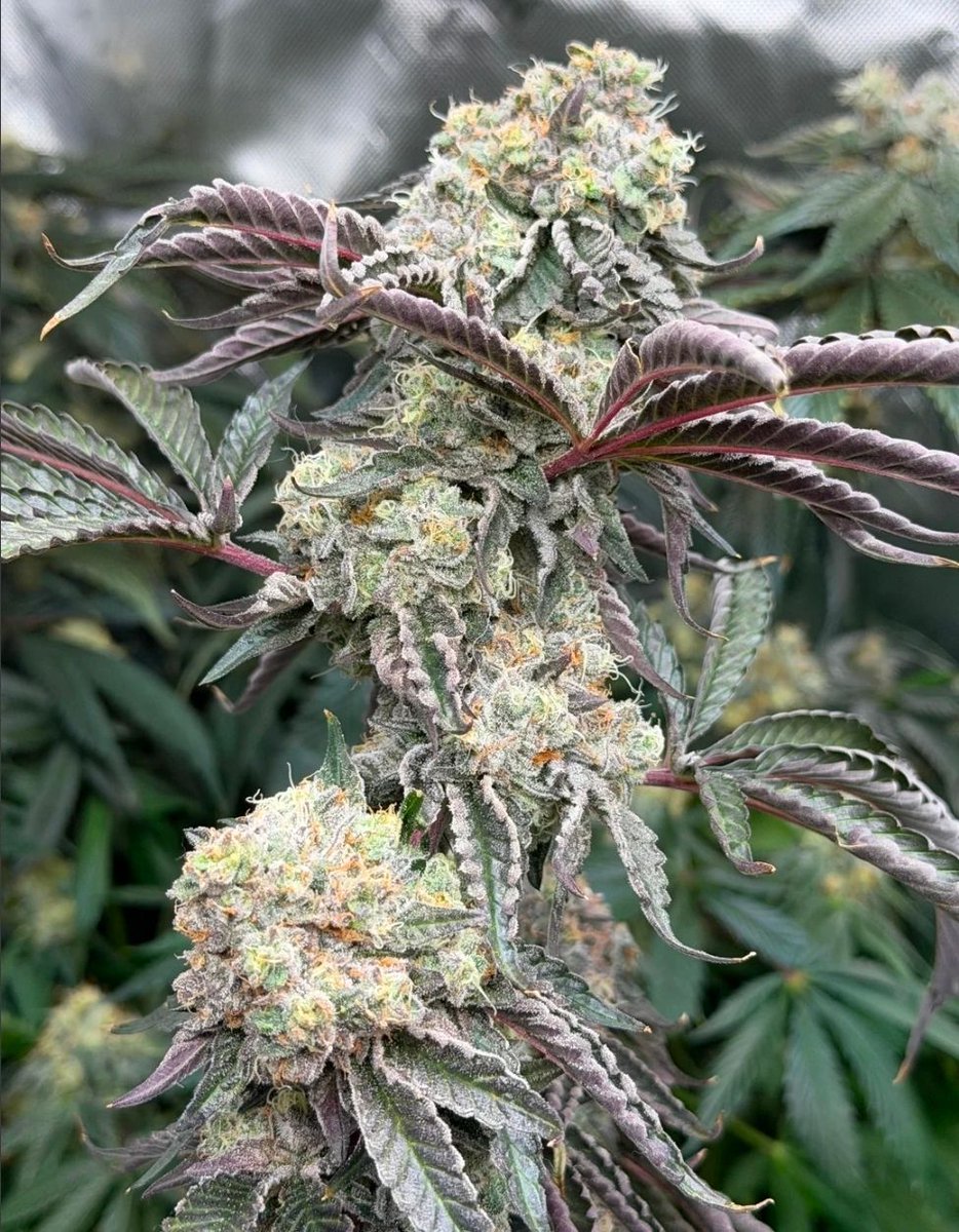 UprootCannabis's tweet photo. 📸Planet Sherb 🌎 https://t.co/eqc5QtCPcz