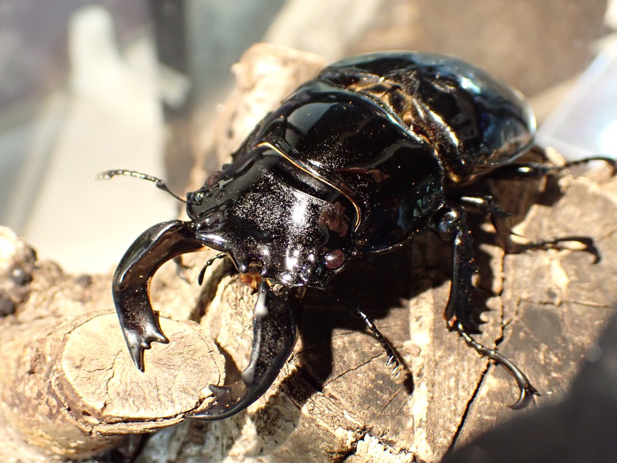 タランドゥスオオツヤクワガタ期間限定展示！／ 漆のようなツヤツヤ