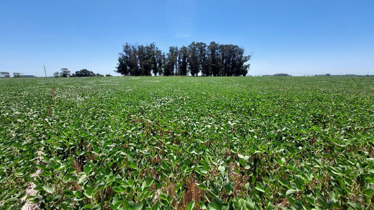 Guille Divito tweet media