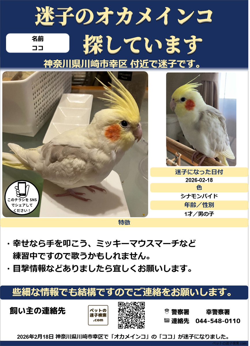 2026年2月18日 神奈川県川崎市幸区で「オカメインコ」の「ココ」が迷子