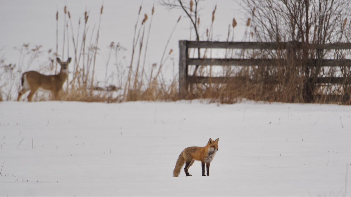 Roppity Photography 🦉 tweet media