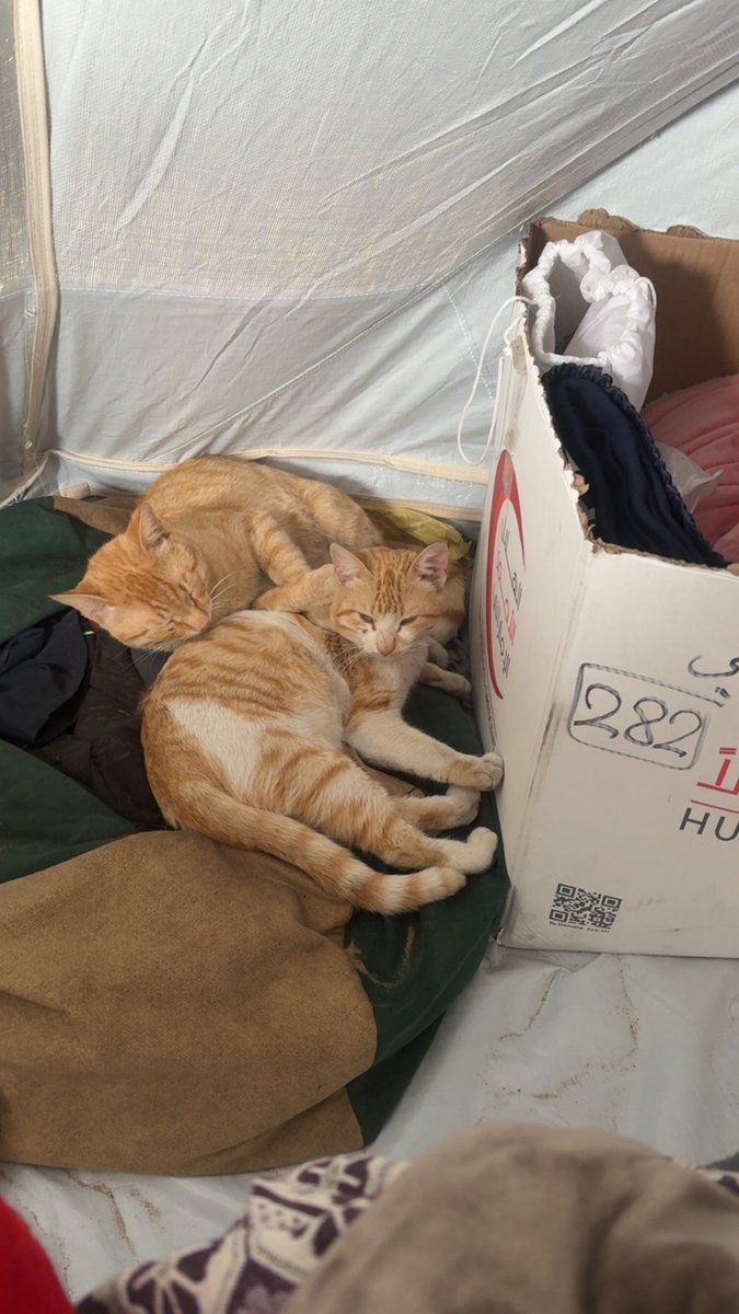 My cat Leo died from hunger in Gaza on 31/5/2025.
His death broke me, but after he was gone, it felt as if he sent these two cats to my tent—
as a trust in my care… to protect them, feed them,
and make sure they never go through what he went through.

I don’t want any other cat