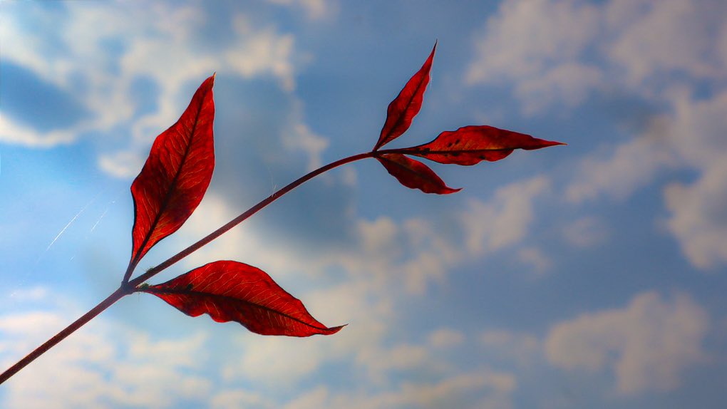 minniebon43's tweet image. Theme - Leaf…🍁🍂☘️

Every leaf whispers the same truth: change is beautiful..
Qp/Share🍂🌿🍁
#Leaf