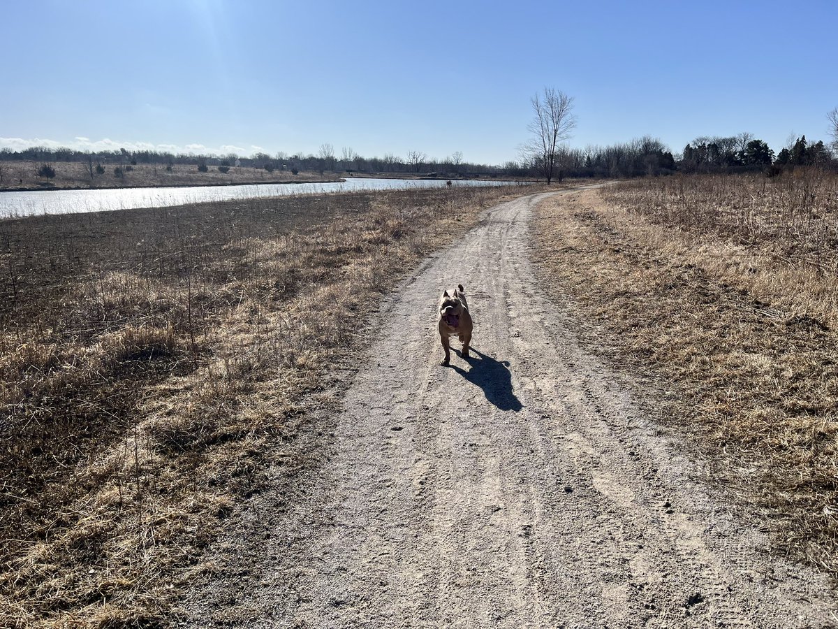 rick o'shea tweet media