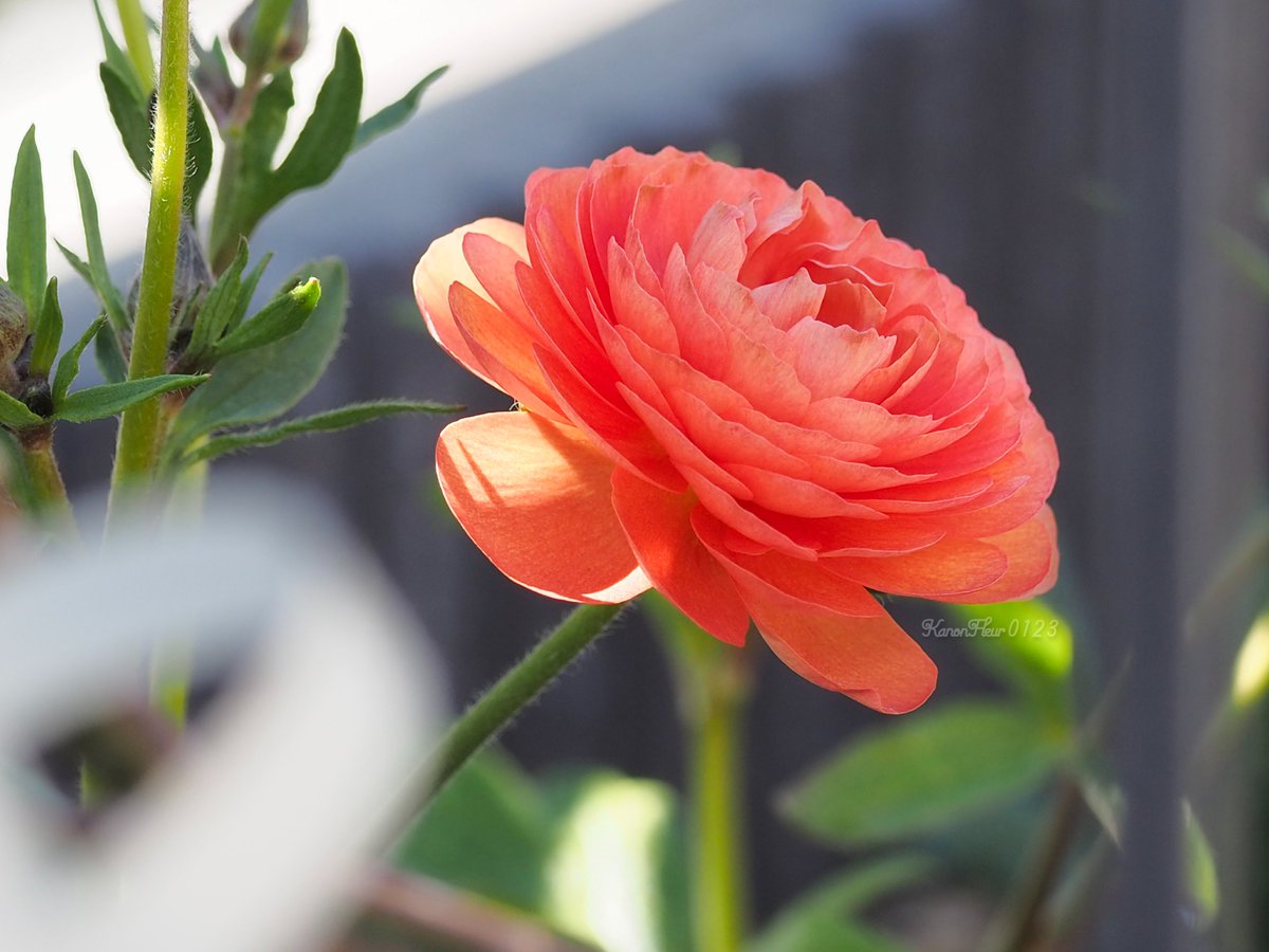 趣味の園芸コミュニティ Community on X - 91 Members