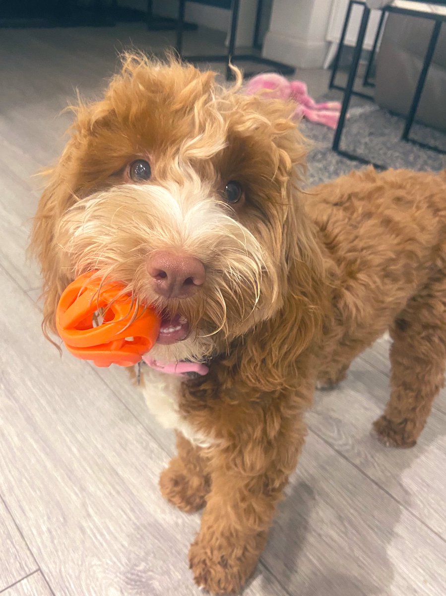 renderful tweet media