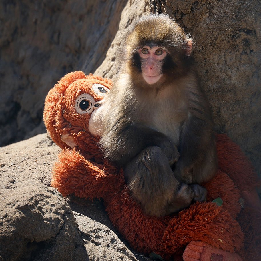 skyferrori's tweet image. gay punch or thot moo deng