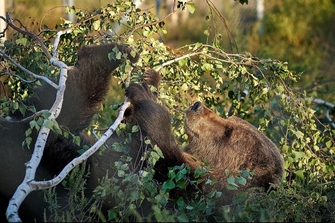 Ben Bear (@benjaminursus) on Twitter photo 