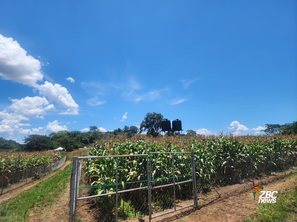 GOVERNMENT’S Village Business Units (VBUs) initiative is gaining ground in drought-prone Chivi District, with 151 units now established to strengthen food security and promote rural economic growth.

At Mbaimbai Village in the Ngundu area of Chivi South, villagers recently