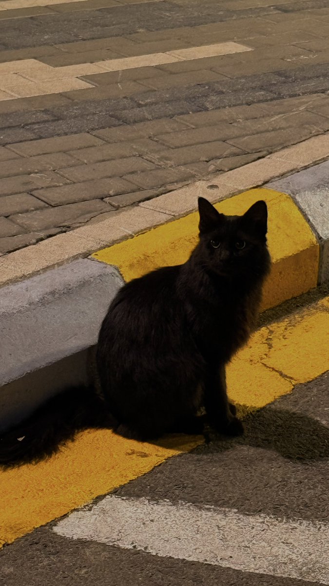 Abdullrahman⭐️ tweet media