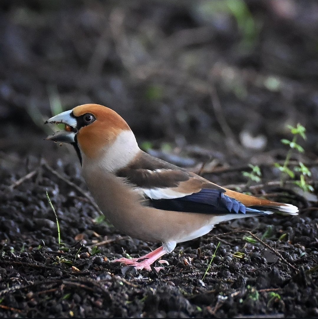 Merv37447363's tweet photo. A male Hawfinch, this morning at Parkend, Glos https://t.co/tQYLpVrAKD