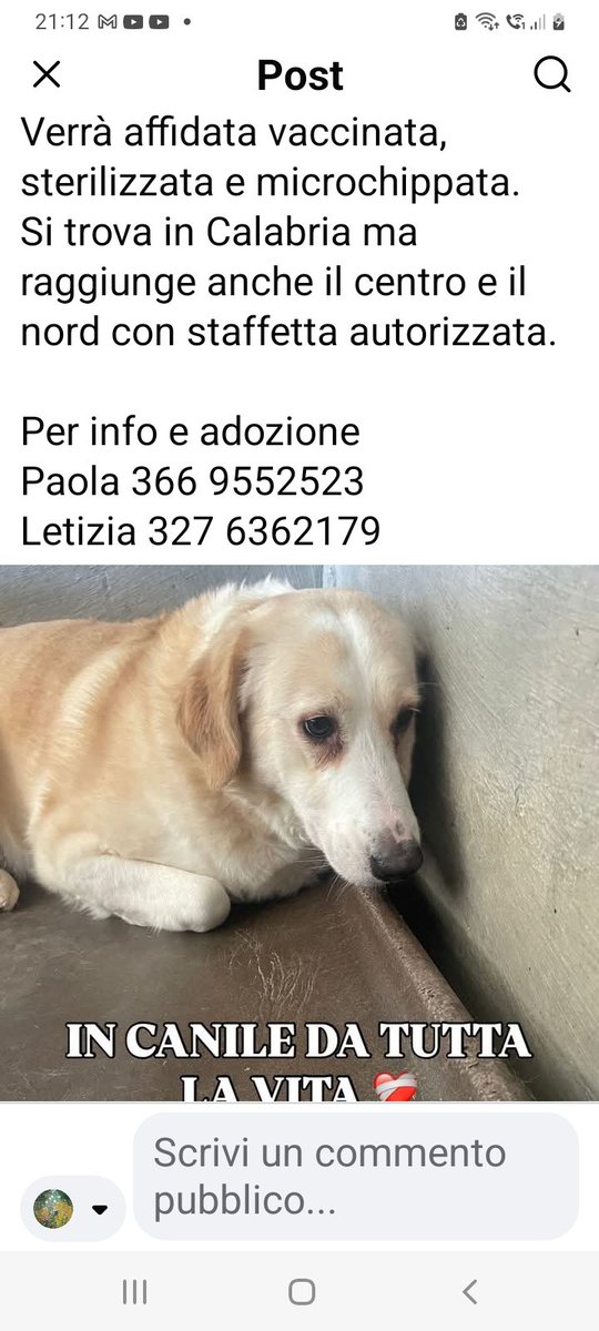 EDITH È IN CANILE DA QUANDO AVEVA 12 ANNI‼️ SI TROVA IN CALABRIA. VERRÀ AFFIDATA MICROCHIPPATA, VACCINATA, STERILIZZATA🙏🙏🙏❤️❤️❤️❤️❤️❤️❤️❤️❤️