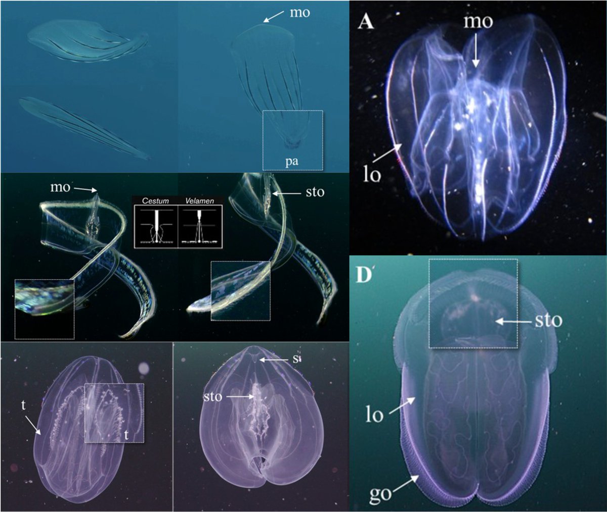 Novatax_Col tweet media