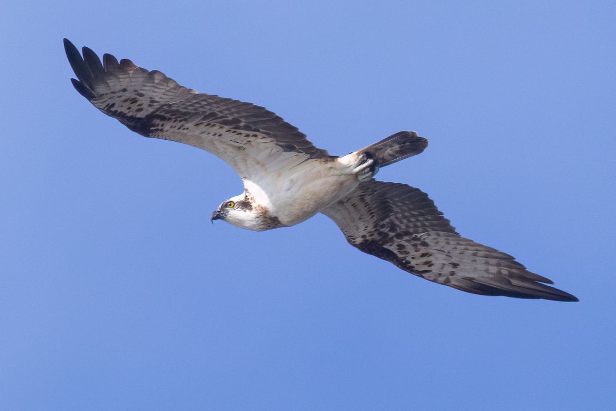 Mark Wright tweet media