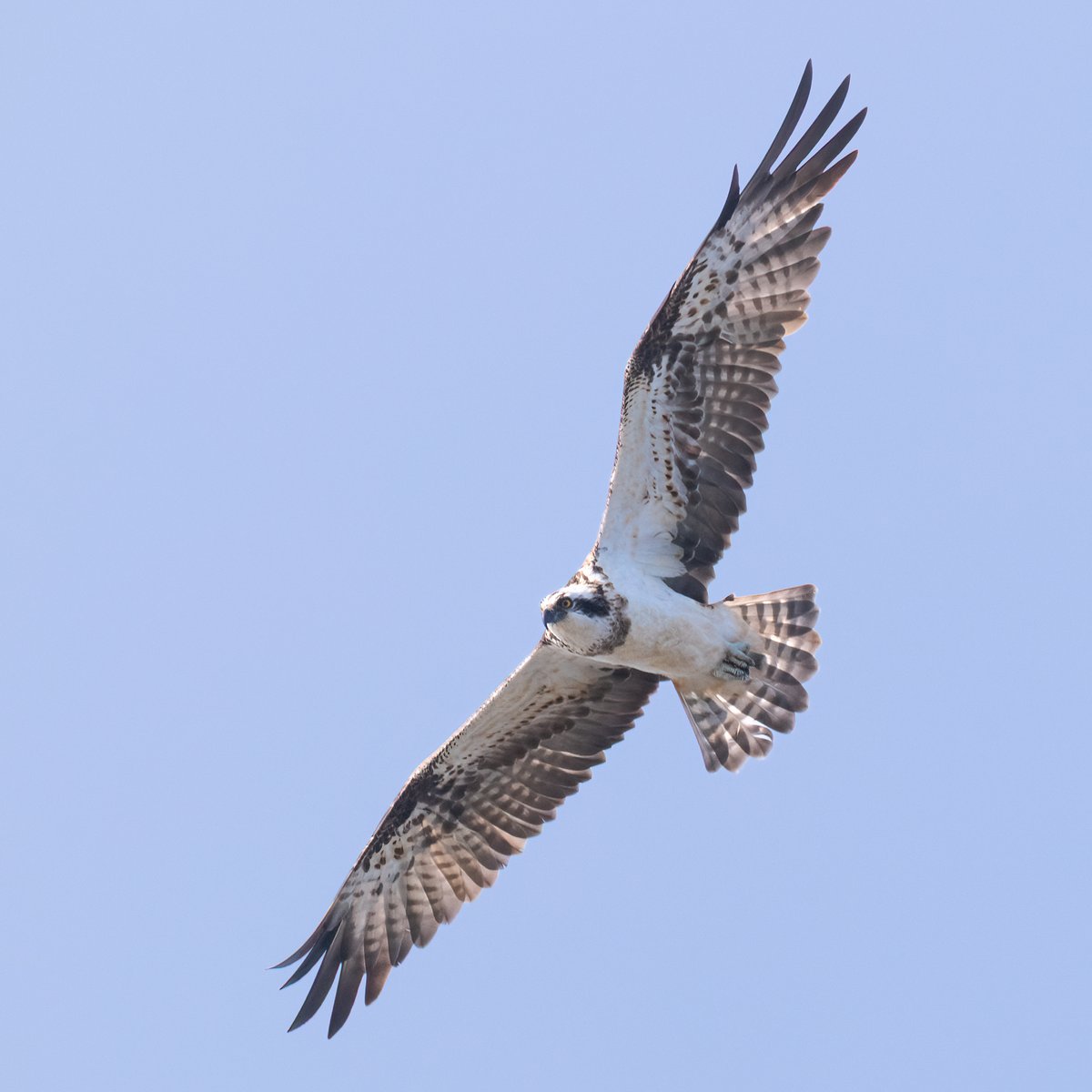 Mark Wright tweet media