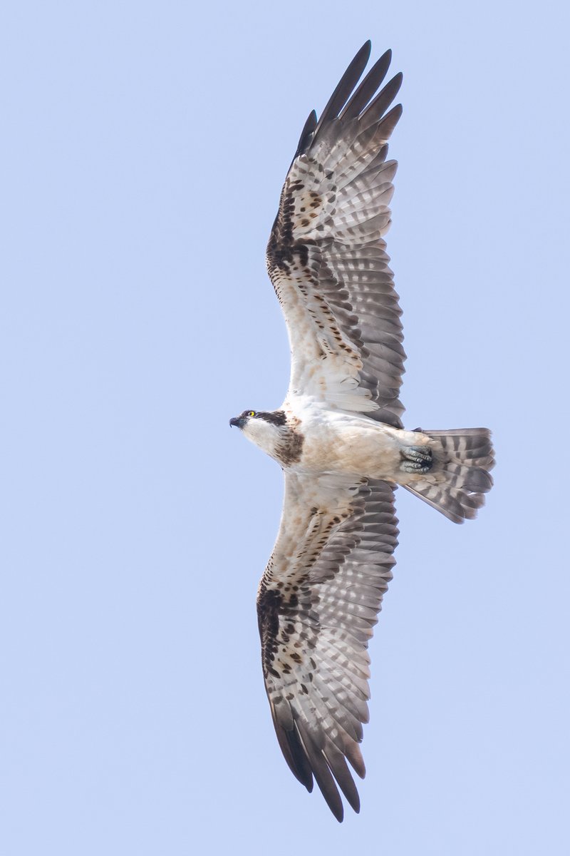 Mark Wright tweet media