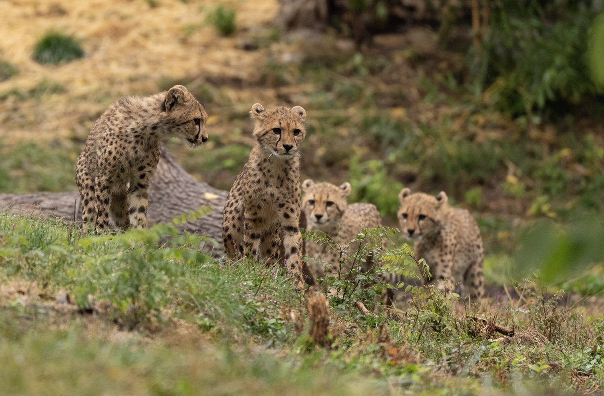 j_cathey's tweet photo. Hey @stlzoo , Here are some pics I took of the baby cheetahs a few months ago.  How are they doing now?    

#cheetahs #zoo https://t.co/xBxh9FL3um